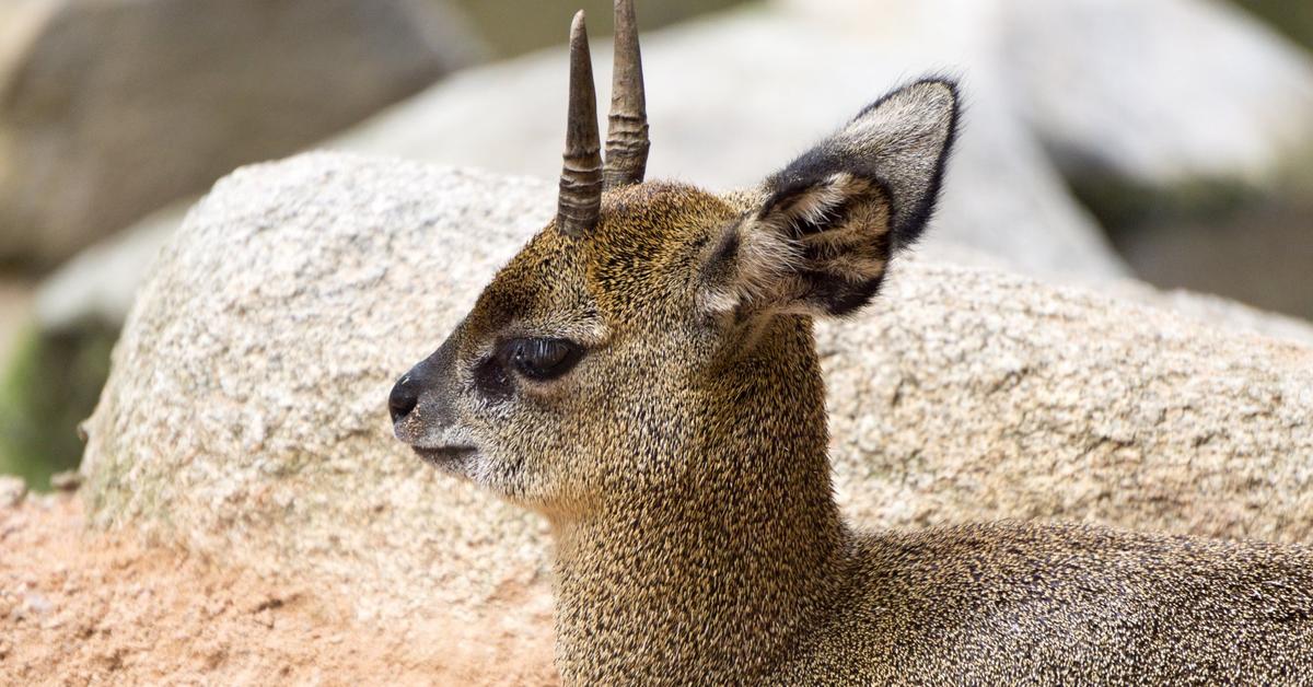 The remarkable Klipspringer (Oreotragus oreotragus), a sight to behold.