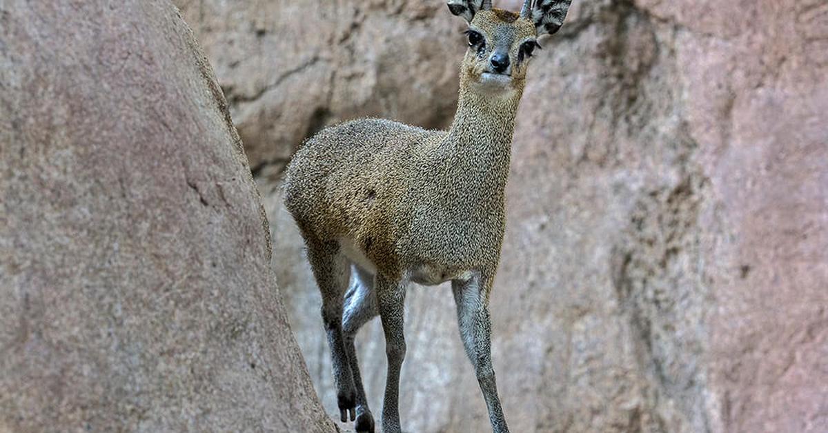 Picture of Klipspringer, known in Indonesia as Kijang Batu.