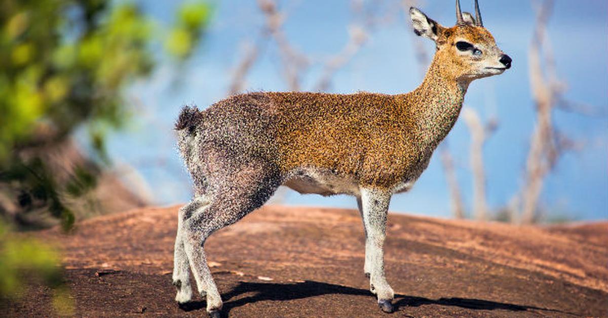 Elegant Klipspringer in its natural habitat, called Kijang Batu in Indonesia.