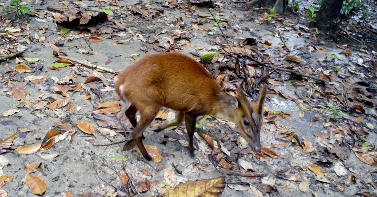 Exquisite image of Klipspringer, in Indonesia known as Kijang Batu.