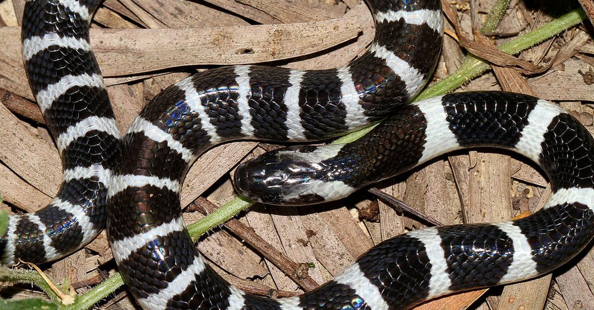 Visual representation of the Krait, recognized in Indonesia as Ular Krait.