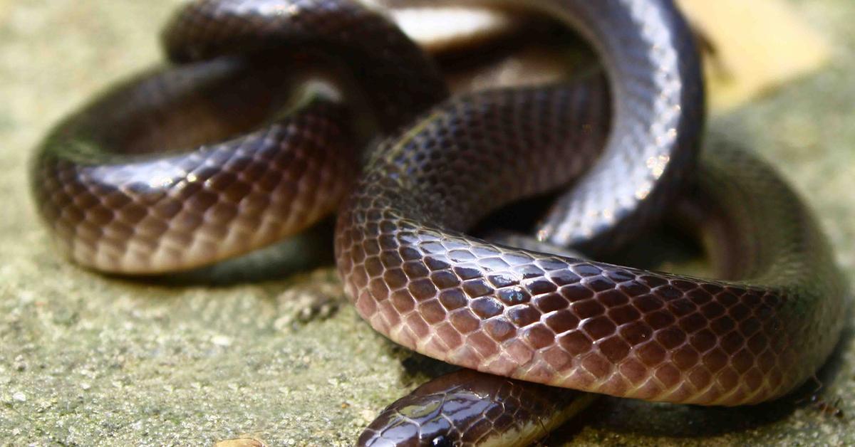 Dynamic image of the Krait, popularly known in Indonesia as Ular Krait.