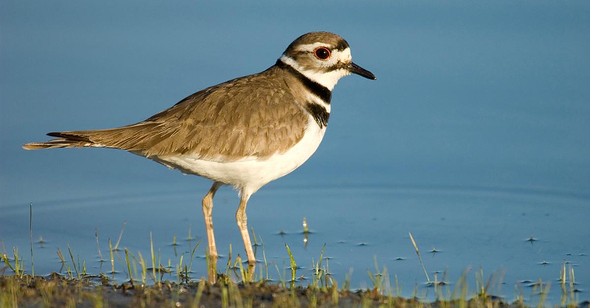 Picture of Killdeer, known in Indonesia as Burung Pelanduk.