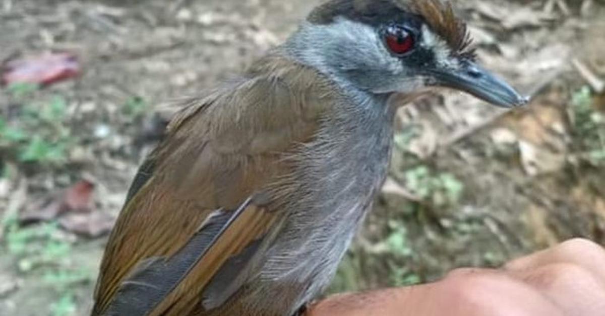 A look at the Killdeer, also recognized as Burung Pelanduk in Indonesian culture.