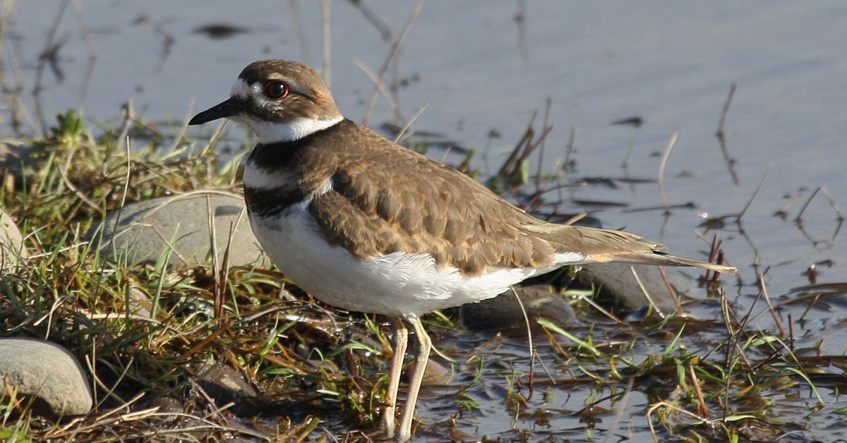 Glimpse of the Killdeer, known in the scientific community as Charadrius vociferus.