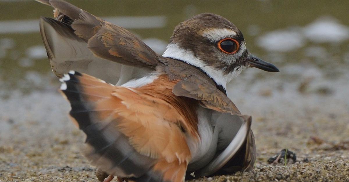 The Killdeer, a beautiful species also known as Burung Pelanduk in Bahasa Indonesia.