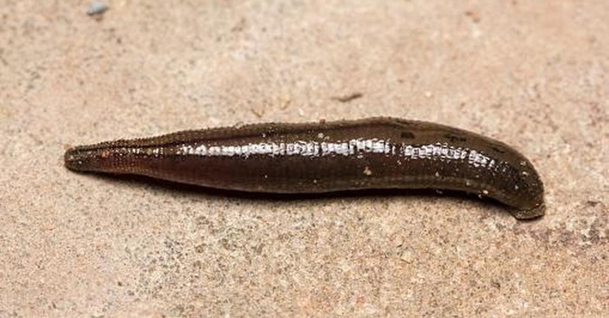 A look at the Kinabalu Giant Red Leech, also recognized as Lintah Merah Raksasa Kinabalu in Indonesian culture.