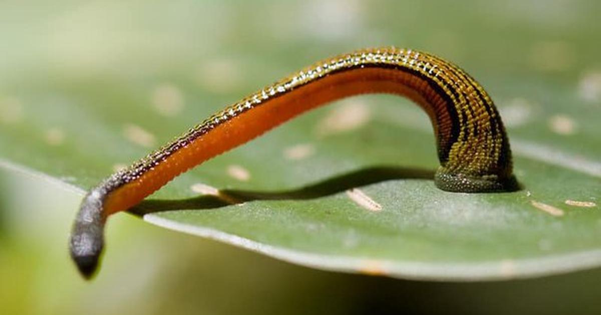 Captivating view of the Kinabalu Giant Red Leech, known in Bahasa Indonesia as Lintah Merah Raksasa Kinabalu.