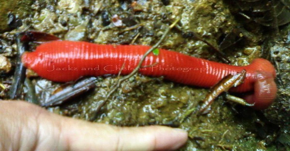 Elegant Kinabalu Giant Red Leech in its natural habitat, called Lintah Merah Raksasa Kinabalu in Indonesia.