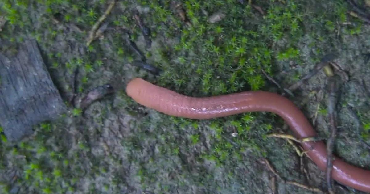 Glimpse of the Kinabalu Giant Red Leech, known in the scientific community as Mimobdella buettikoferi.