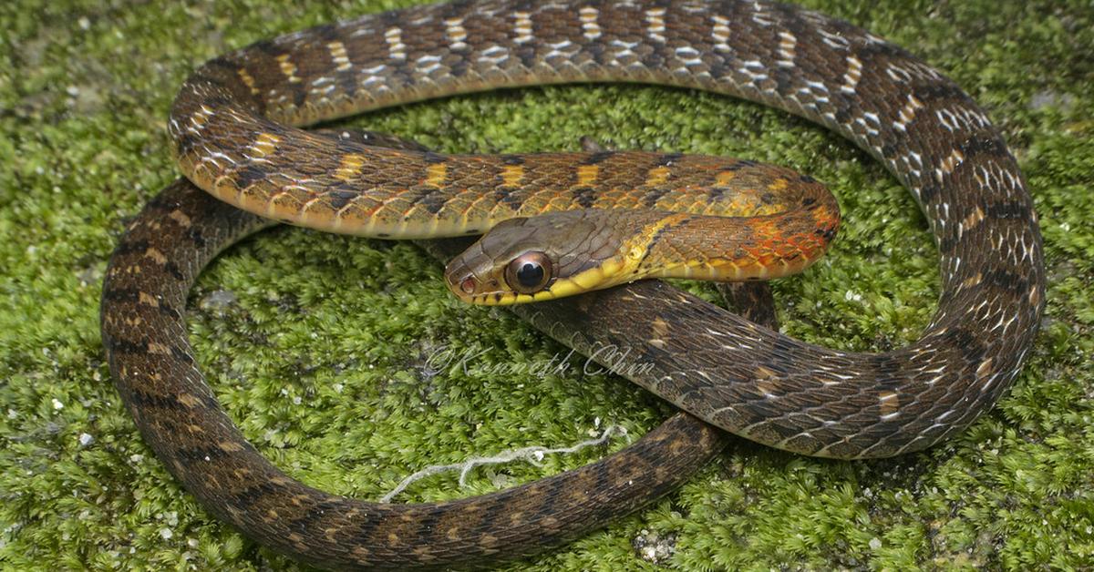 The fascinating Keelback, scientifically known as Rhabdophis.