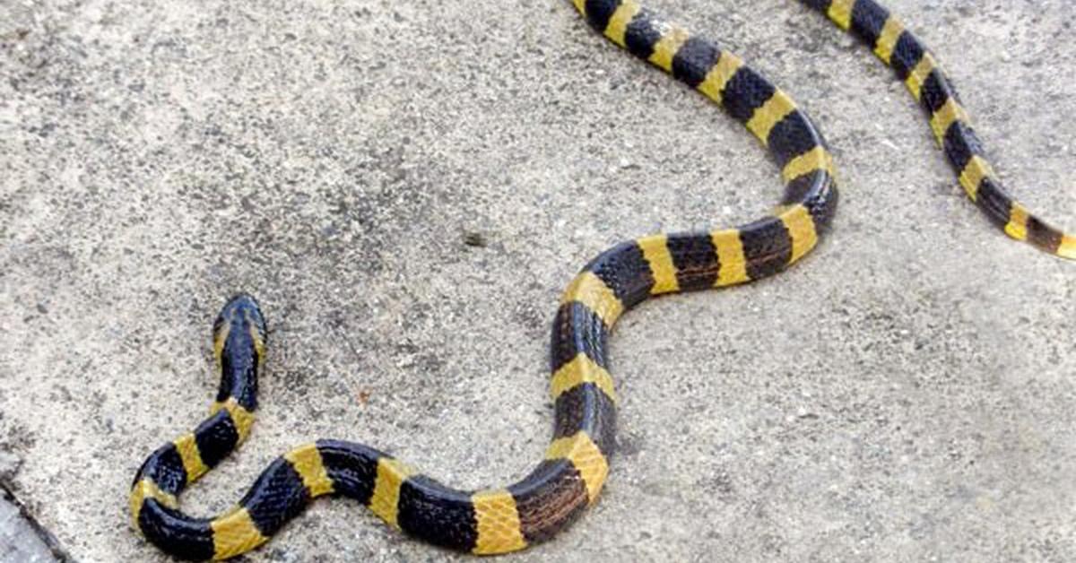 Image showcasing the Keelback, known in Indonesia as Ular Keelback.