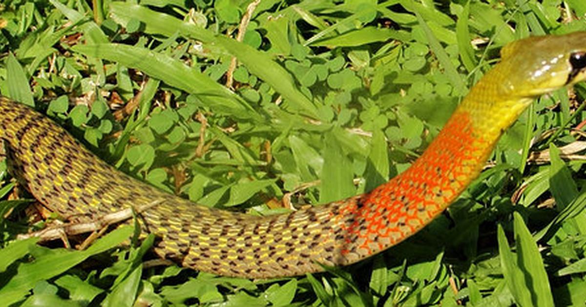 Stunning image of the Keelback (Rhabdophis), a wonder in the animal kingdom.