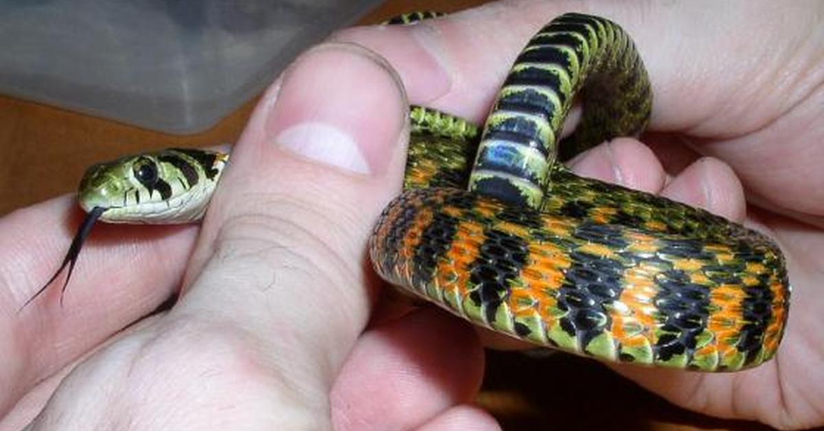 Picture of Keelback, known in Indonesia as Ular Keelback.