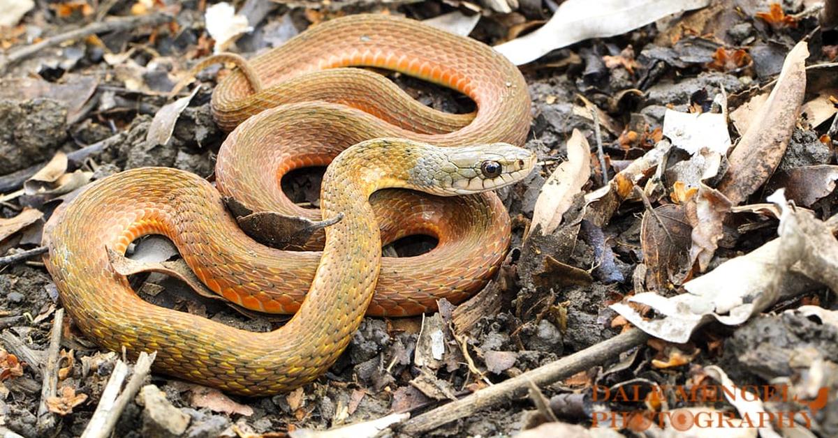 Vibrant snapshot of the Keelback, commonly referred to as Ular Keelback in Indonesia.