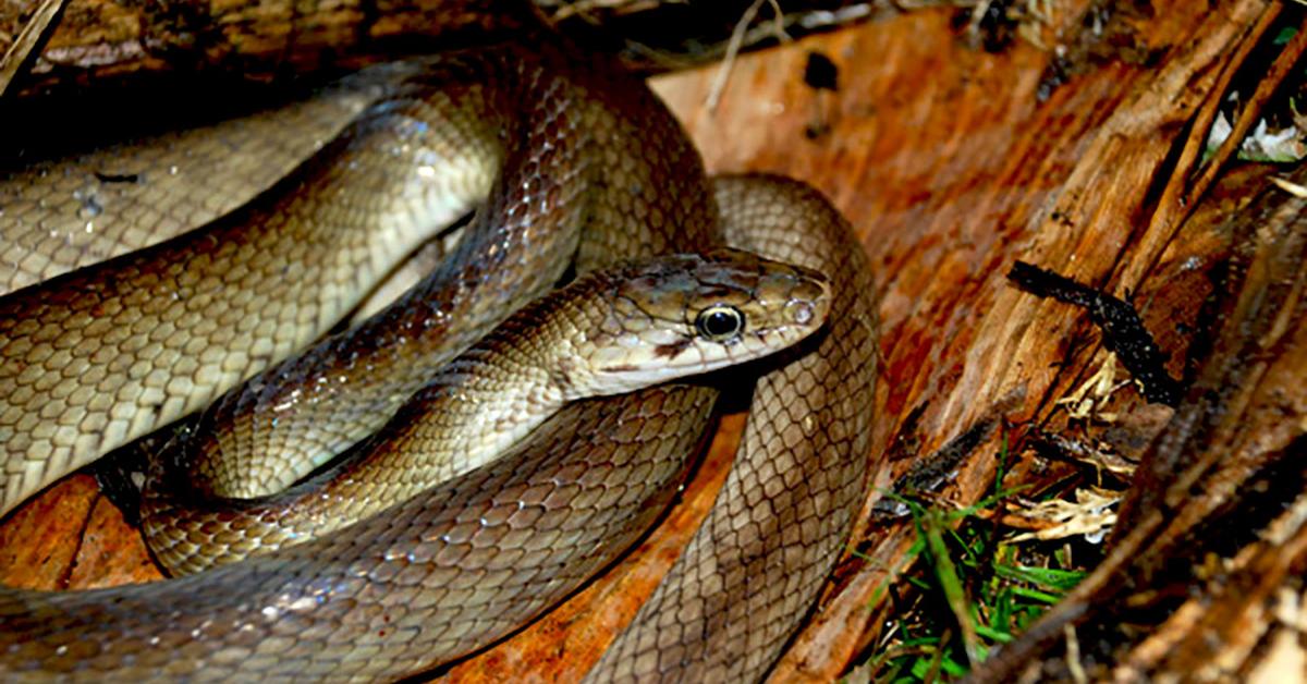 The alluring King Rat Snake, commonly referred to as Ular Tikus Raja in Bahasa Indonesia.