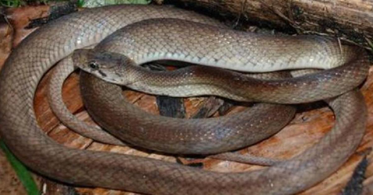 Elegant King Rat Snake in its natural habitat, called Ular Tikus Raja in Indonesia.