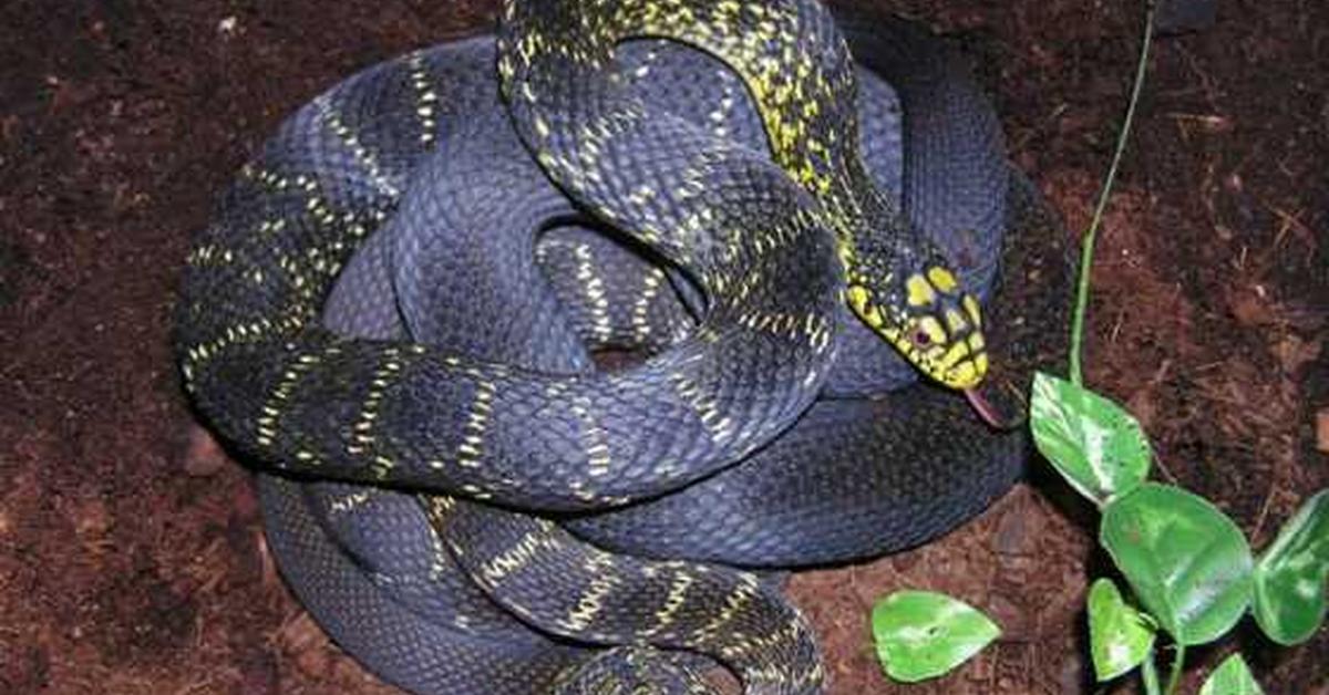 Vivid image of the King Rat Snake, or Ular Tikus Raja in Indonesian context.