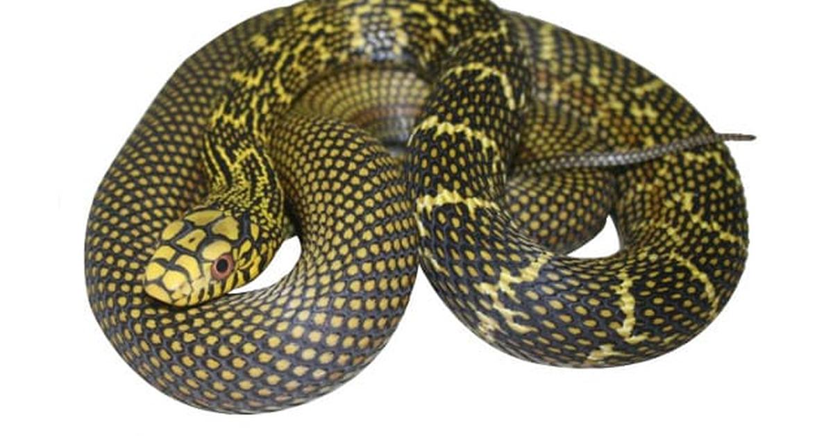 Stunning image of the King Rat Snake (Elaphe carinata), a wonder in the animal kingdom.