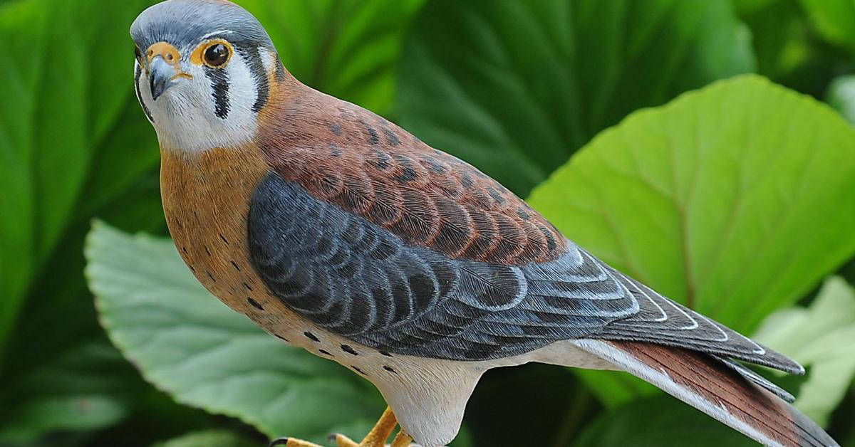 Engaging shot of the Kestrel, recognized in Indonesia as Elang Kestrel.