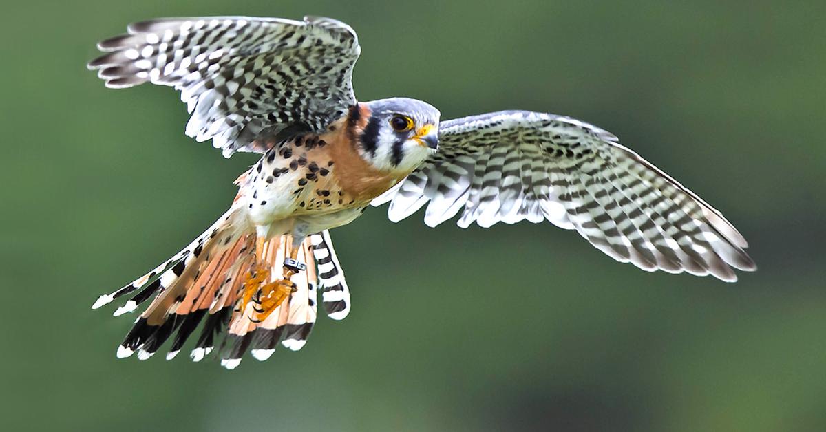 The Kestrel, a species known as Falco sparverius, in its natural splendor.