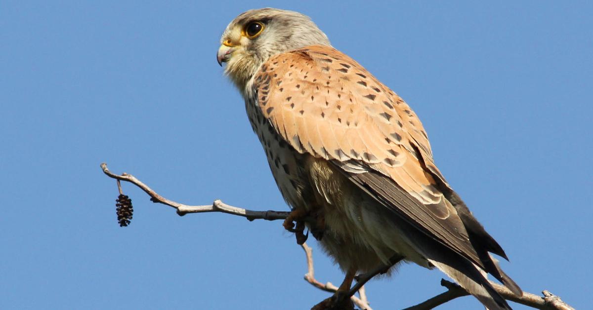 Unique portrayal of the Kestrel, also called Elang Kestrel in Bahasa Indonesia.