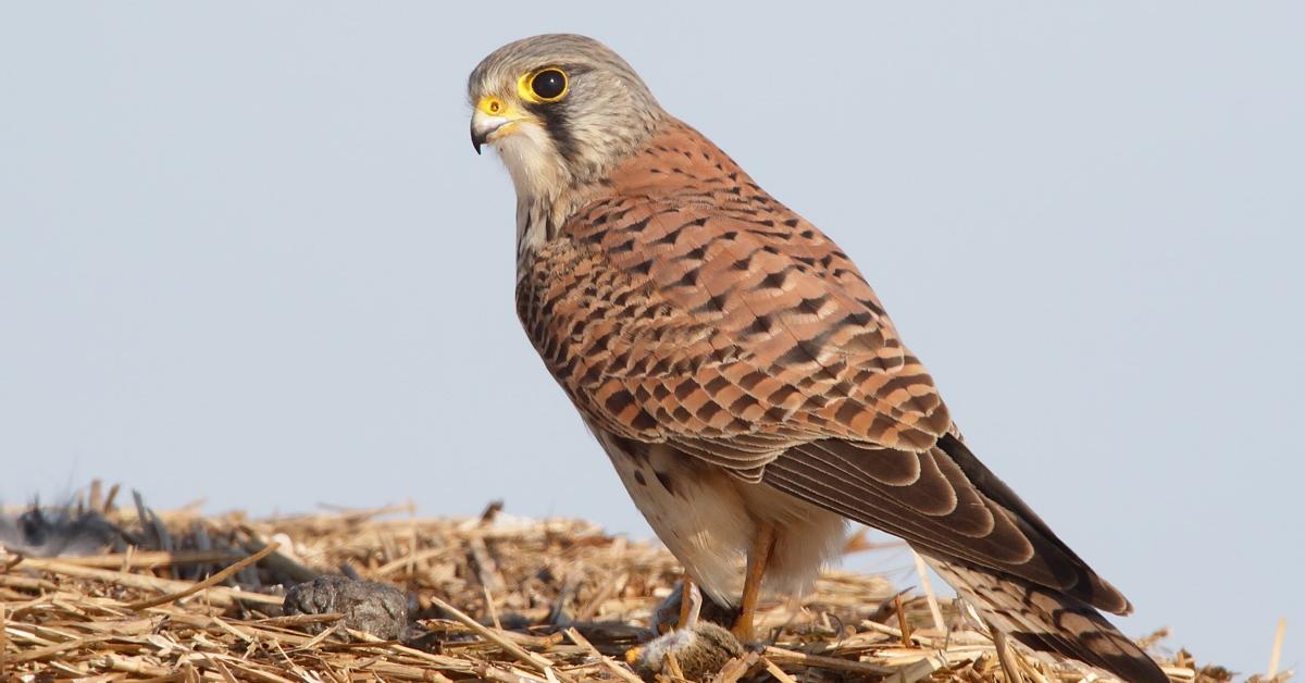 Visual of Kestrel, or Elang Kestrel in Indonesian, showcasing its beauty.