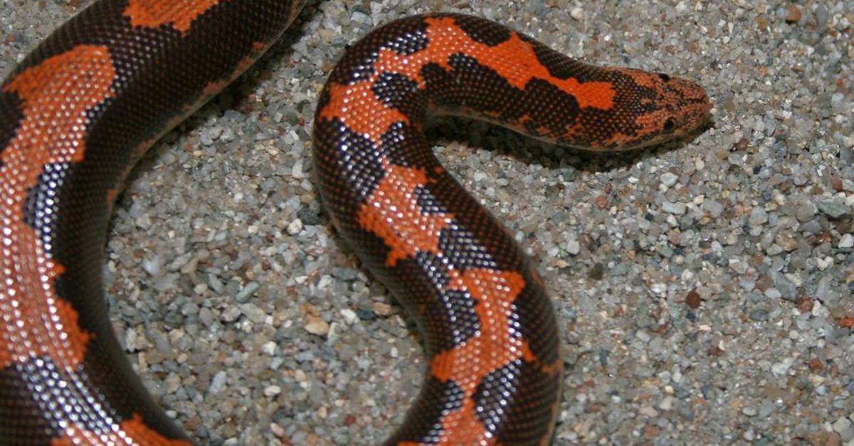 Visual representation of the Kenyan Sand Boa, recognized in Indonesia as Boa Pasir Kenya.