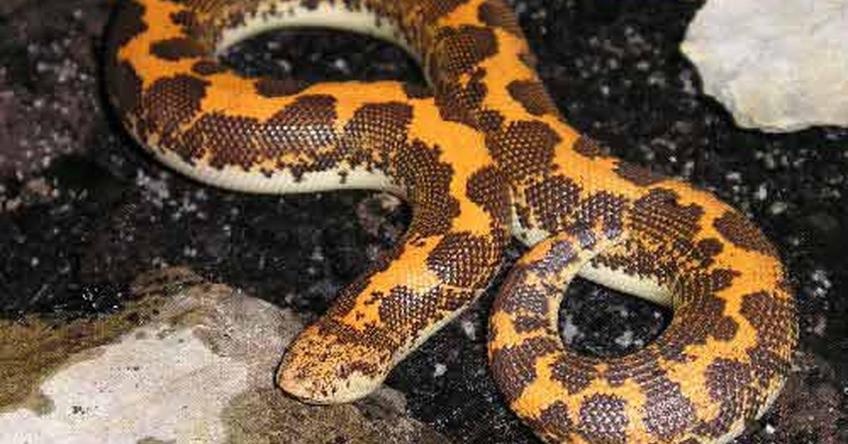 Elegant Kenyan Sand Boa in its natural habitat, called Boa Pasir Kenya in Indonesia.