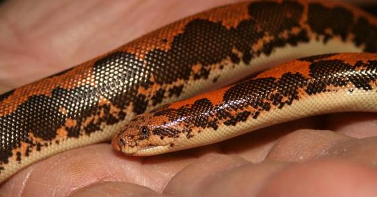 Graceful Kenyan Sand Boa, a creature with the scientific name Gongylophis colubrinus.