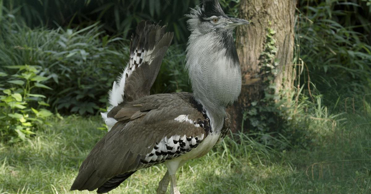 Natural elegance of the Kori Bustard, scientifically termed Ardeotis kori.