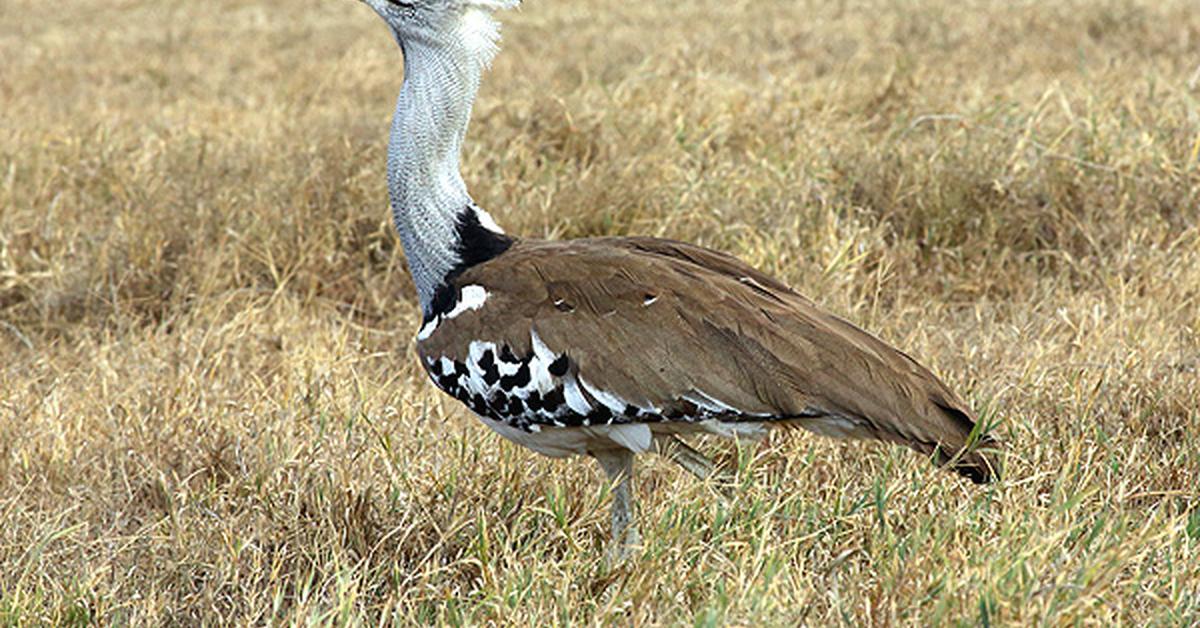 Elegant portrayal of the Kori Bustard, also known as Ardeotis kori.