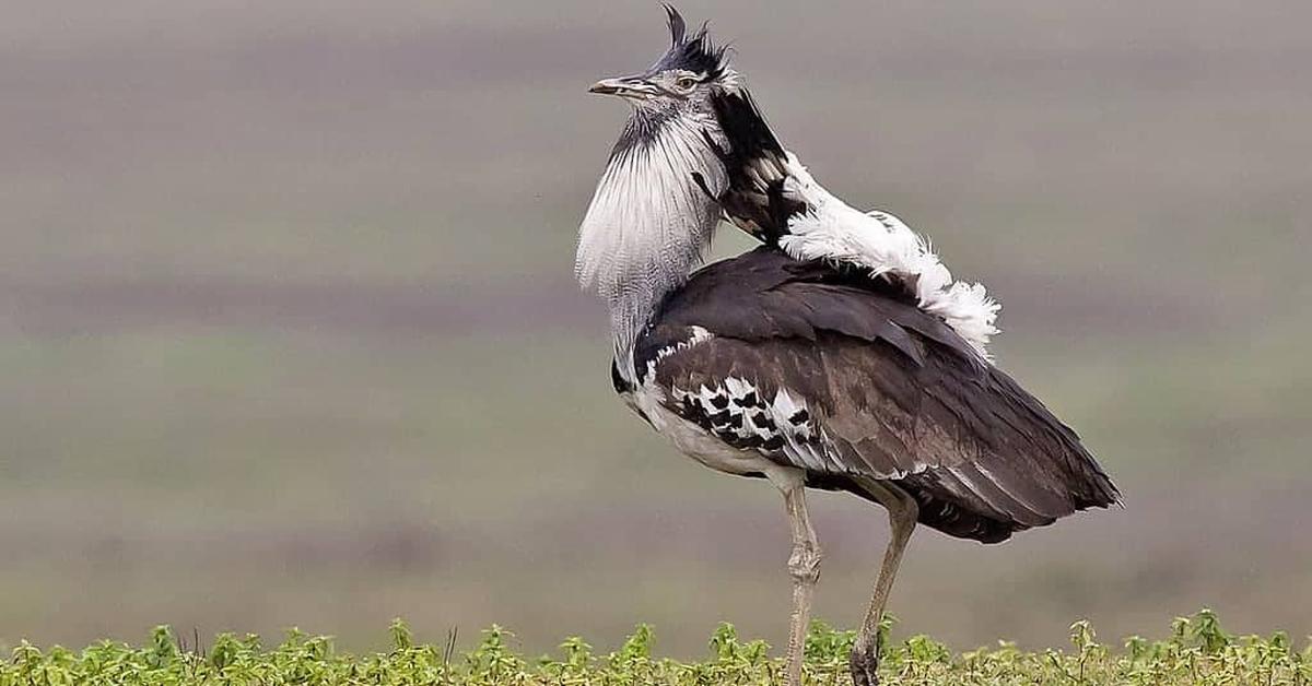 Visual representation of the Kori Bustard, recognized in Indonesia as Burung Kori.