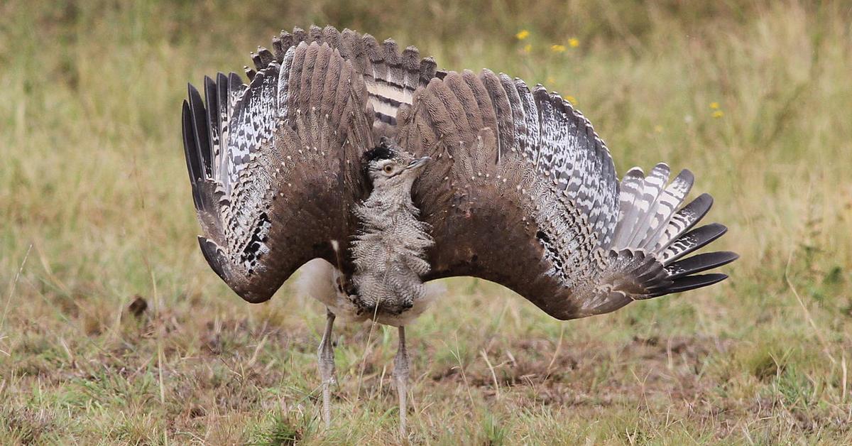 Visual representation of the Kori Bustard, recognized in Indonesia as Burung Kori.