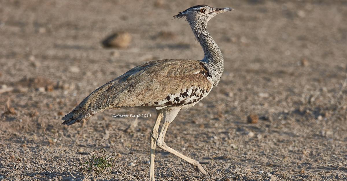 Engaging shot of the Kori Bustard, recognized in Indonesia as Burung Kori.