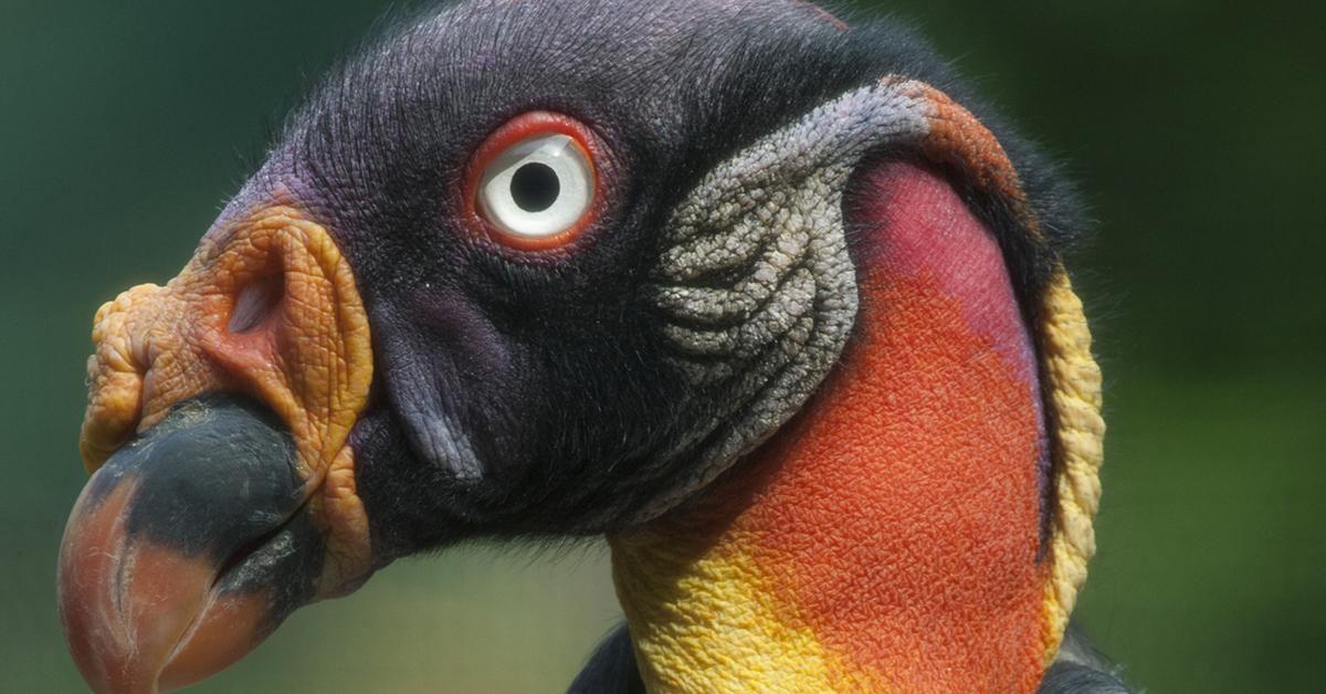 Charming view of the King Vulture, in Indonesia referred to as Elang Raja.