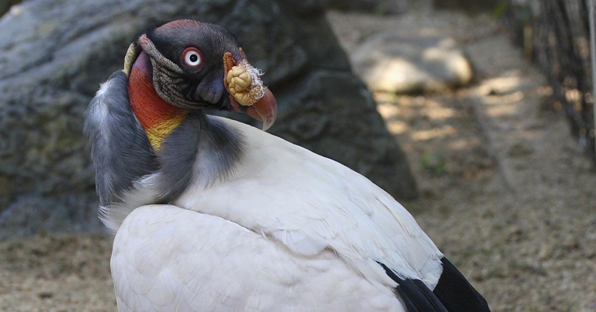 Graceful King Vulture, a creature with the scientific name Sarcoramphus papa.