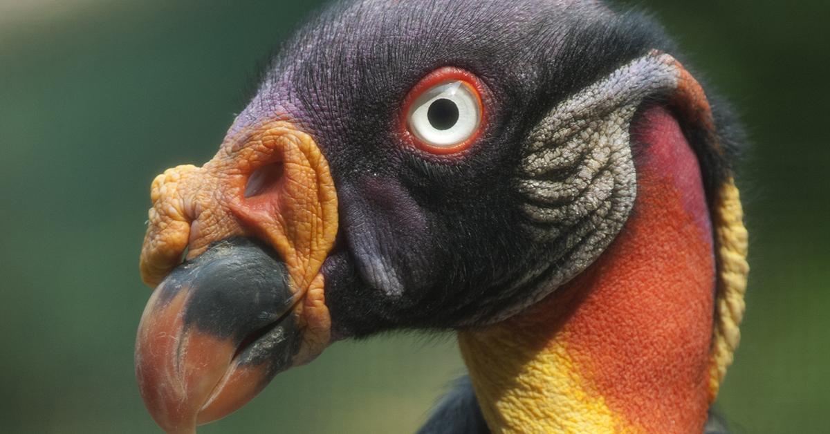 Vivid image of the King Vulture, or Elang Raja in Indonesian context.