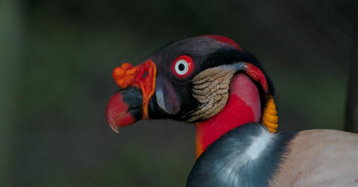 Captured beauty of the King Vulture, or Sarcoramphus papa in the scientific world.