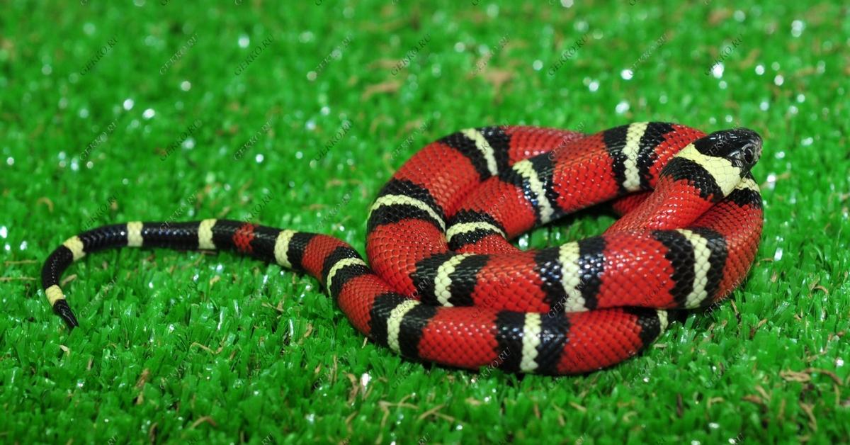 Exquisite image of King Snake, in Indonesia known as Ular Raja.