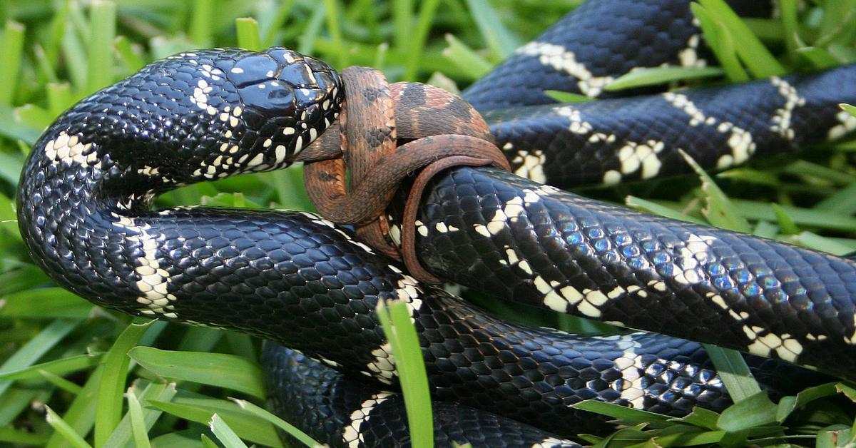 The fascinating King Snake, scientifically known as Lampropeltis species.