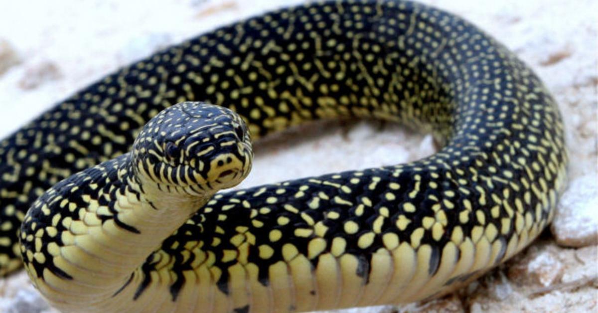 The alluring King Snake, commonly referred to as Ular Raja in Bahasa Indonesia.