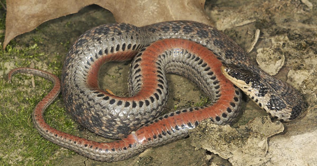 Captured beauty of the Kirtlands Snake, or Clonophis kirtlandii in the scientific world.