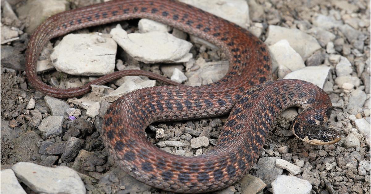 A beautiful representation of the Kirtlands Snake, scientifically Clonophis kirtlandii.