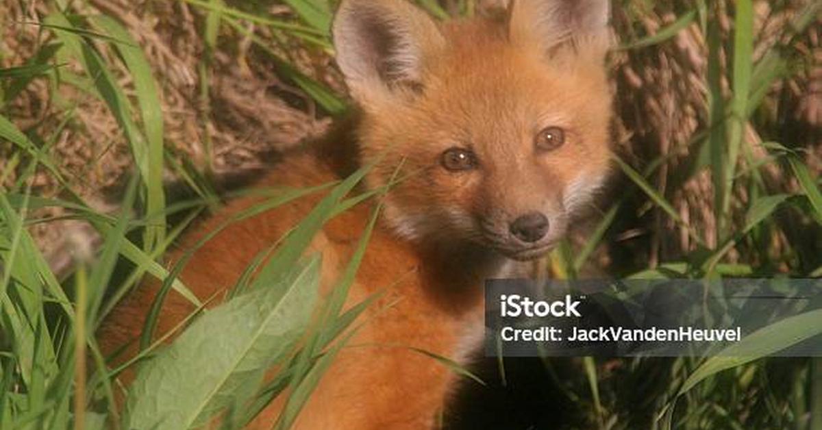 Captured beauty of the Kit Fox, or Vulpes macrotis merriam in the scientific world.