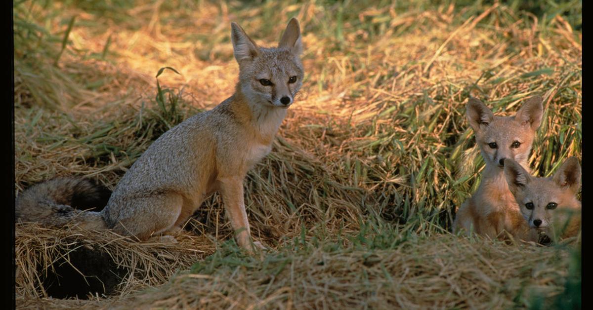 The majestic Kit Fox, also called Rubah Kit in Indonesia, in its glory.