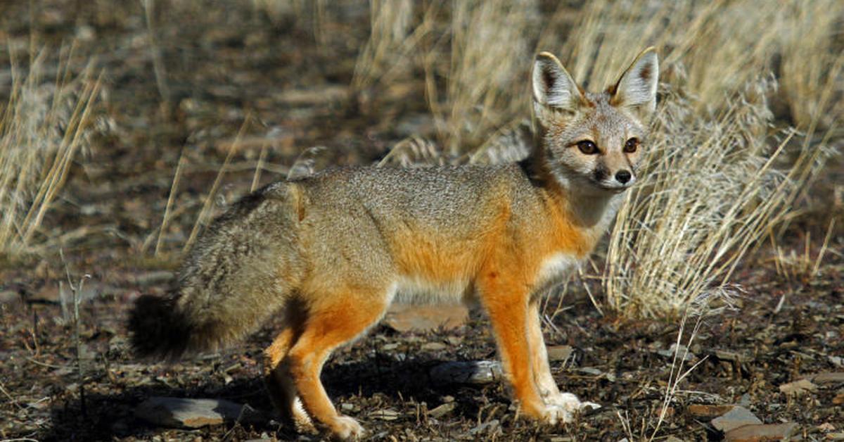 Photogenic Kit Fox, scientifically referred to as Vulpes macrotis merriam.