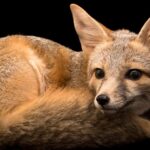 The remarkable Kit Fox (Vulpes macrotis merriam), a sight to behold.