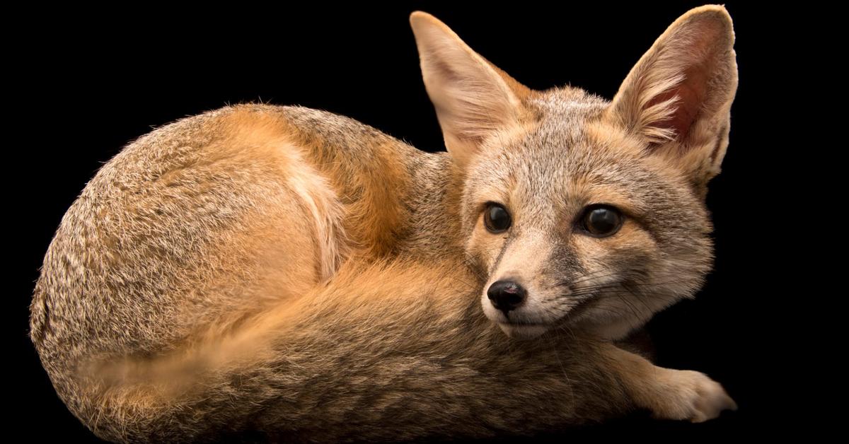The remarkable Kit Fox (Vulpes macrotis merriam), a sight to behold.