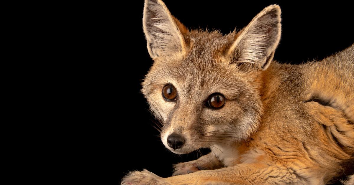 Snapshot of the intriguing Kit Fox, scientifically named Vulpes macrotis merriam.